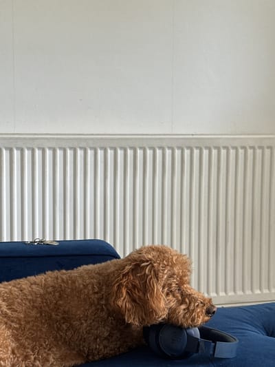 A tan poodle rests its head on a pair of dark blue headphones, which are situated on a navy blue surface. Behind the poodle and the blue surface is a white ribbed radiator. Above the radiator is a white wall. The scene appears to be indoors, possibly in a residential setting in Gillingham, United Kingdom. There are no people visible in the image.