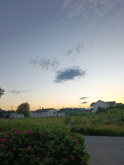 The image captures a suburban landscape in the city of Jessheim, Norway, during twilight. In the foreground, a dense bush of pink roses is in bloom, with some petals showing signs of wilting. A gray asphalt road runs along the lower right edge of the frame. Beyond the roses, a gently sloping field is covered in tall green grass and wildflowers, with purple lupines being particularly prominent. Several houses are visible on the crest of the hill, varying in architectural style and color, with white houses being the most numerous. One house has a dark-tiled roof and a chimney. A few scattered trees are present, including a larger tree with wind-blown foliage. The sky is a pale blue, transitioning to a soft orange glow near the horizon, indicative of the sunset. Scattered clouds, some dark and wispy, others lighter and streaky, dot the sky. There are no people or animals visible in the scene. The overall impression is one of a peaceful evening in a residential area.