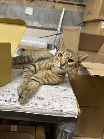 A tabby cat with green eyes lies on a cluttered surface in what appears to be a storage area. The cat is positioned on its back with its paws in the air. The surface it lies on is a white, textured material with some dark markings and peeling edges. Various cardboard boxes are visible in the background and around the cat, some stacked and others open. The environment seems to be indoors, possibly a warehouse or storage room. The lighting is dim. The city of Struma, Bulgaria is not discernible from the visual information in the image.