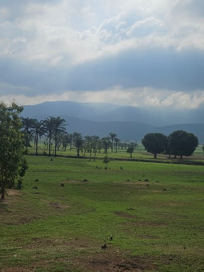 The image presents a rural scene in Aboro, Nigeria, featuring a vast green field intersected by a line of palm trees. The trees lead towards a distant mountain range shrouded in a bluish haze. The sky is pale blue with patches of white clouds. In the foreground, there is some shrubbery, while in the distance, larger trees dot the landscape. The field appears to be used for agriculture, evidenced by the varying shades of green. There are no people or visible signs of human activity.