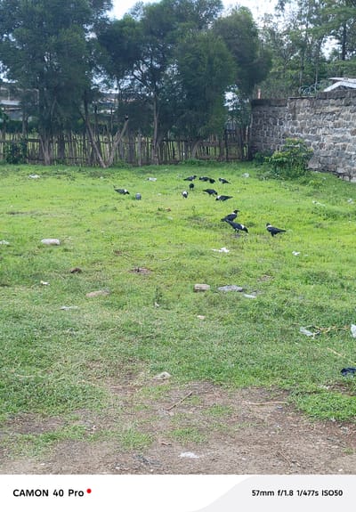 The scene shows a grassy field in the Nakuru East ward, Kenya. A flock of pied crows are scattered throughout the field, some standing and others foraging. The grass appears unkempt and is littered with scattered trash. A wooden fence and trees line the back of the field, with a stone wall visible to the right. The environment suggests a possibly neglected area on the edge of a populated region.