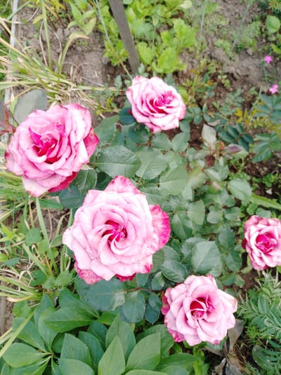 A close-up, high-angle shot captures a cluster of five pink roses in a garden setting. The roses, in varying stages of bloom, exhibit delicate pink petals with darker pink edges and deep pink centers. Lush green leaves and stems surround the flowers, with hints of dry earth and other greenery in the background. The image appears to be taken outdoors in a natural environment, possibly a private garden or park, located in Emelyanovo, Russia. There are no people or animals present in the image.