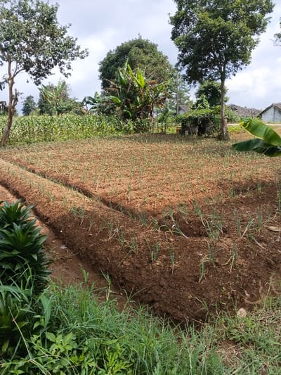 The image displays a vibrant agricultural landscape in Kainantu, Papua New Guinea, under a partly cloudy or overcast sky during daytime. The foreground is filled with lush green grass and broad-leaved plants, framing a well-maintained field.

The dominant feature in the midground is an extensive cultivated plot of rich, brown soil. This field is arranged in neat rows, where numerous young green shoots, possibly spring onions or a similar crop, are visibly growing. Two distinct, empty furrows run diagonally across the lower left portion of this field, suggesting recent preparation or ongoing planting.

Further back, a dense area of taller green crops, resembling corn, stretches across the width of the image. The background features a variety of mature trees with full, leafy canopies, including several prominent banana trees with their large, characteristic leaves. Simple residential structures with corrugated iron roofs are partially visible among the trees in the far background, hinting at a rural community. A utility pole can also be seen.

No people are present, but the organized planting and healthy vegetation indicate active farming. The overall impression is one of a productive, rural agricultural setting. There is no visible text in the image.