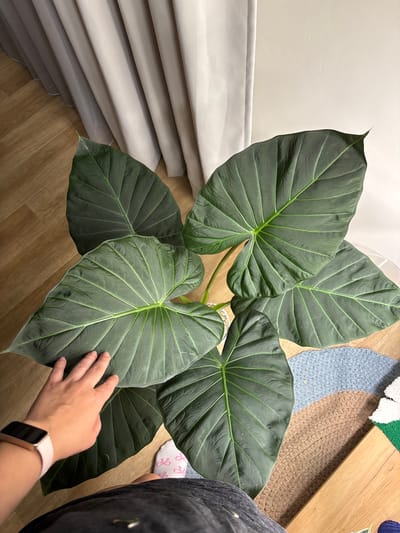 An overhead shot shows a large Alocasia plant with dark green, heart-shaped leaves. The leaves have prominent, lighter green veins and are glossy. A person's left hand, with a pink smartwatch on the wrist, is touching one of the leaves. The person is wearing a dark-colored shirt and white socks with pink bow patterns. The plant is situated on a wooden floor, next to a wall with light-colored curtains. A textured rug with blue and brown sections is partially visible on the floor. No specific location in Кирпичного завода № 1, Russia is identifiable from the image.