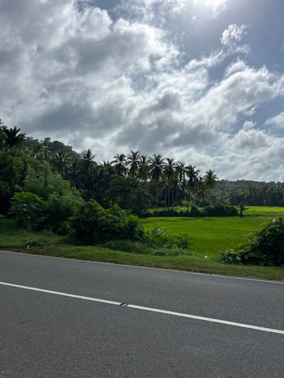 The image depicts a roadside view in the city of Hakmana, Sri Lanka, showcasing a lush green landscape. In the foreground, a paved asphalt road runs diagonally from the bottom left to the top right, marked with a white line. To the right of the road, dense foliage with large leaves is visible. Beyond the roadside greenery, a vibrant green rice paddy field stretches across the midground. A line of palm trees stands between the foliage and the paddy field, with a densely forested hillside rising in the background. The sky above is partly cloudy, with patches of sunlight breaking through the clouds. The scene appears peaceful and natural, typical of a rural or semi-rural setting.