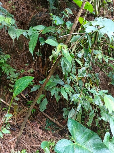 The image captures a dense, natural scene dominated by various green plants and earthy tones, likely depicting a forest floor or dense undergrowth. The foreground and midground are filled with a variety of lush green foliage. Several distinct types of leaves are visible: some broad and heart-shaped with prominent veins, others more elongated and serrated, and many showing signs of wear, such as small holes and irregular edges.
Multiple woody stems and branches, varying in thickness and color from reddish-brown to darker brown, intertwine through the vegetation. A thick, dark brown branch diagonally traverses the central part of the image, appearing to be a significant element within the plant structure.
The ground is heavily covered with a thick carpet of dried, reddish-brown pine needles, indicating the presence of pine trees in the vicinity, though the trees themselves are not directly visible. The overall impression is one of dense, untamed vegetation.
The lighting is soft and diffused, suggesting either an overcast sky or a deeply shaded area within a forest, as there are no harsh shadows. The scene appears still and undisturbed, with no human or animal activity taking place. There is no visible text. The environment is typical of a natural woodland or forested area, consistent with a tropical or sub-tropical region like Chilanga, Zambia, where pine plantations can be found.