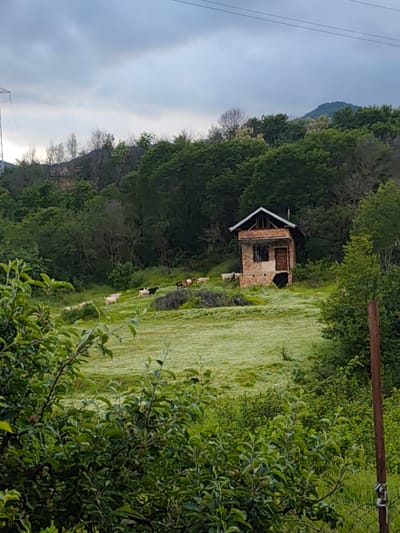 The image depicts a rural scene in Mosomishte, Bulgaria. In the mid-ground is a small, weathered, brick building with a gabled roof. The building has an opening where a door or window would be. To the left and in front of the building is a field covered in white flowers, where a herd of goats is grazing. The surrounding landscape is dominated by lush green trees. In the foreground, green foliage obscures the lower part of the image. In the background, a hill rises towards the top of the frame, with a few structures visible among the trees. Overcast skies cover the top portion of the image. A utility pole is visible in the upper left corner. A fence and other vegetation are partially obscuring the lower right corner. The overall environment suggests a tranquil, countryside setting.