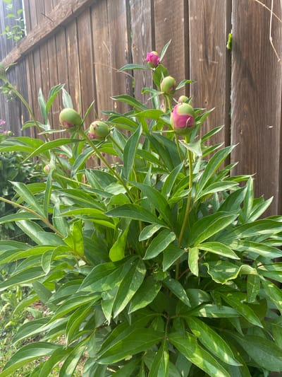 The image shows a close-up of a peony plant with several buds in varying stages of bloom. The buds are predominantly green with hints of pink peeking through, suggesting they are preparing to open. The plant has lush, dark green foliage with pointed, serrated leaves. In the background, a weathered wooden fence with vertical planks is visible, its natural wood grain and color suggesting it is outdoors in an unpainted state. The lighting suggests it is daytime, with sunlight casting dappled shadows on the leaves and fence, indicating a possibly sunny or partly cloudy day. There are no people or animals present in the frame. The scene depicts a garden or yard setting. The request to include the location in the city of Тартат, Russia, cannot be fulfilled as there is no visual information within the image to support such a specific location.