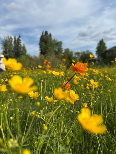 This is a low-angle, eye-level shot of a field of yellow and orange wildflowers under a partly cloudy sky. The foreground is dominated by blurred yellow flowers, some with clearly visible petals, while others are out of focus. In the mid-ground, there are more yellow flowers, along with a few vibrant orange ones, the most prominent being a single orange flower in the center right with detailed petals and an insect on it. A person wearing a light-colored hat and shirt is visible in the far left background, blurred and out of focus. The background consists of a line of green trees and a few wooden houses. The setting is a natural, outdoor environment, likely a meadow or field. The image does not contain any identifiable landmarks specific to Невон, Russia.