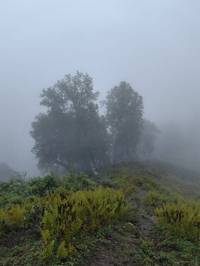 A misty, overcast day envelops a natural scene in Dhundi, India. The foreground is dominated by lush, green ferns and other low-lying vegetation, with a dirt path winding through them. In the mid-ground, several large trees with dense foliage stand prominently, their forms softened by the fog. The background is a diffuse haze, indicating a thick layer of mist that obscures the distant landscape. The overall atmosphere is serene and slightly melancholic, characteristic of a foggy mountain environment. There are no people or animals visible in the frame.