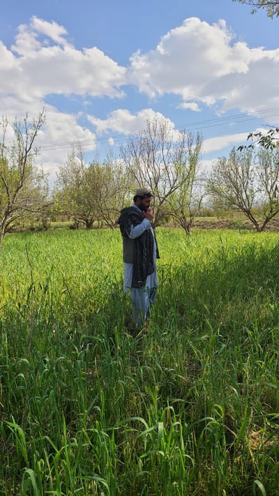 A man stands in a grassy field in Qila Saifullah, Pakistan. He wears a light blue shirt, a dark patterned vest, and a cap. The field is filled with tall green grass and lined with bare trees. The sky is blue with puffy white clouds, and power lines run across the upper left of the frame.