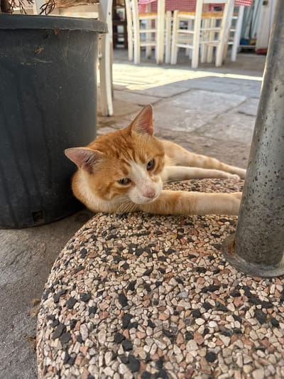 The image shows an orange and white cat lying on its side, with its front paws extended. The cat is positioned on a textured, pebble-like surface, which appears to be part of a large cylindrical object, possibly a planter or a base for a table. To the left of the cat, there is a black cylindrical object, likely a trash can, and further back, a stack of white chairs and tables are visible, suggesting an outdoor seating area. The ground is paved with stone.
The cat's head is turned towards the viewer, and its eyes are open, giving it a curious or relaxed expression. The lighting suggests it's daytime, with shadows indicating sunlight. The background hints at a location in Greece, specifically Nea Iraklitsa, possibly a cafe or restaurant with outdoor seating. There is no visible text in the image. The overall scene is one of a relaxed domestic or stray animal in an everyday outdoor setting.