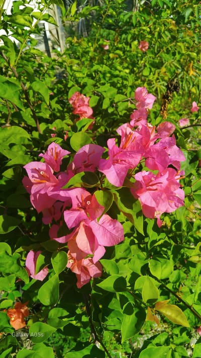 In Rambongpayong, Indonesia, a close-up shot reveals a cluster of vibrant pink bougainvillea flowers bathed in bright sunlight. The flowers, with their delicate papery bracts, are arranged in a dense bloom, interspersed with lush green leaves. Some of the leaves are deep green, while others, closer to the flowers, appear lighter and more translucent due to the sunlight filtering through them. In the background, the foliage continues, creating a natural, verdant backdrop. The overall scene is one of natural beauty and abundant growth, typical of a tropical environment.