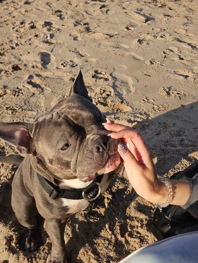 In this overhead shot, a gray pit bull terrier is lying on a sandy surface, its head tilted upwards. A person's hand, adorned with a leopard-print manicure and a clear beaded bracelet, gently pets the dog's face. The dog appears relaxed, with its ears relaxed and mouth slightly open, revealing its tongue. The sandy ground is textured with footprints and small indentations, suggesting it's a beach or a sandy outdoor area. A black harness with a metal ring is visible on the dog. The lighting suggests it is daytime, with shadows cast on the sand. The scene evokes a sense of calm and connection between the person and the dog. No visible text is present in the image.