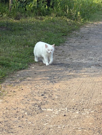 A white cat is walking on a dirt road in Oreshniki, Russia. The cat is facing the viewer and appears to be alert. The road is made of gravel and dirt, and there is green grass on either side of the road. In the background, there are trees and foliage. The sun is shining, casting shadows on the ground.