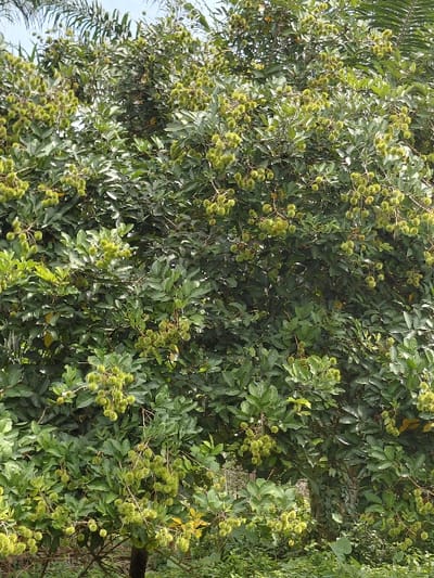 A lush rambutan tree, densely packed with vibrant green foliage, dominates the frame. Clusters of unripe, green rambutans dangle among the leaves. A mix of light and shadows creates depth within the tree's canopy. Parts of the tree are blurry and not fully in focus. Some portions of palm tree leaves are visibile on the left.