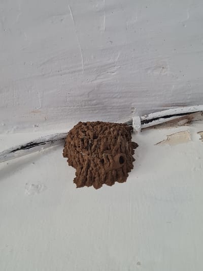 A mud dauber nest is attached to a white wall, near a white pipe with a black wire. The nest is brown and irregular in shape, appearing constructed from mud. There is a cylindrical opening on the top. The wall has a textured surface and visible streaks, suggesting it has been painted multiple times. The pipe is held in place by a white bracket.