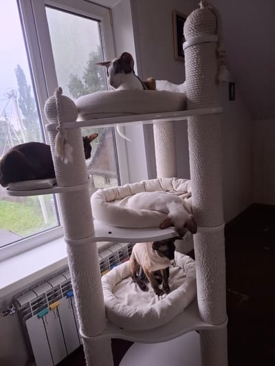 The image captures a scene featuring several cats on a multi-level cat tree positioned near a window. The cat tree is white and wrapped in what appears to be textured rope or fabric.
There are at least three cats visible. One cat, with brown and white markings, is looking downwards from an upper level of the cat tree, its head and front paws visible. Another cat, with a lighter brown and cream coat and distinct Siamese markings (dark ears and face), is lying down in a white bed-like enclosure on the cat tree, with its paws extended. A third cat, with dark brown fur, is partially visible peeking out from behind the rope wrapping of the cat tree, its ears and eyes showing. The cats' poses suggest they are resting or observing their surroundings.
The background reveals a window with a screen, looking out onto an outdoor scene. Trees and what might be telephone wires or utility lines are visible through the window, suggesting a residential area. The lighting appears to be natural daylight, possibly overcast or late afternoon, given the somewhat muted tones. The overall setting is indoors, likely a living space, with the cat tree being the central focus. There are no visible people in the image, nor any discernible text. The scene appears peaceful and domestic, focusing on the comfort and activity of the cats.