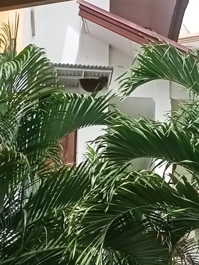 In Kampungblang, Indonesia, a swarm of bees has built a nest beneath a corrugated metal awning attached to a white building with a red-tiled roof. The nest is dark brown and appears to be hanging from the underside of the awning. Palm fronds in the foreground partially obscure the view of the building and the nest. The scene is outdoors, under daylight conditions, with shadows cast by the palm fronds.