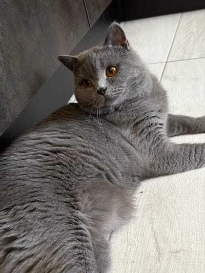 A British Shorthair cat with grey fur and orange eyes is lying on a light-colored, textured floor. The cat is partially lying against a dark, textured surface, possibly furniture. The cat's body is turned to the right, with its head looking towards the camera. Its front paws are extended. The lighting suggests an indoor setting. The image does not contain any recognizable landmarks or elements that would place it in Spinea, Italy.
