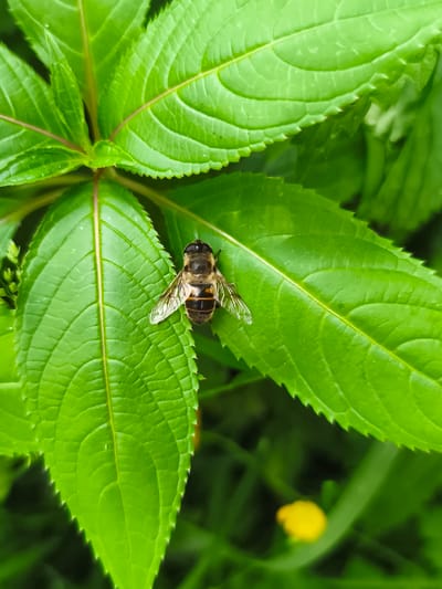 A hoverfly with black and yellow stripes rests on a vibrant green leaf. The leaf has prominent veins and serrated edges, and is part of a larger plant with multiple leaves visible. In the background, out of focus, are blades of grass and a small yellow flower. The scene appears to be outdoors, in a natural setting, possibly in the vicinity of Schonach im Schwarzwald, Germany.