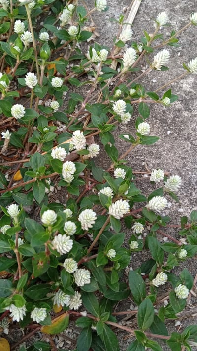The image shows a patch of Gomphrena weed growing in Blangtingkeum, Indonesia. The plants have small, white, globe-shaped flower heads and dark green leaves. The stems are reddish-brown and appear to be creeping along the ground. The plants are growing near a light gray concrete surface. There is no sign of any human presence in the image.