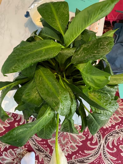 An overhead shot shows a lush green peace lily plant with numerous water droplets on its leaves. The plant is situated on a marble-patterned table. To the left, a partially visible white container with a silver foil lid is present. In the background, a turquoise document and a pink backpack are visible. The foreground reveals a portion of a red rug with a paisley pattern and a white sock on a left foot. The scene is indoors, implying a domestic setting. There is no information indicating the location in the city of Bujum, Kyrgyzstan.