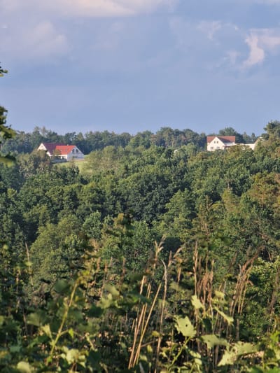 The image depicts a landscape scene in Slavče, Czechia, with two houses visible on a hill amidst dense green foliage. The foreground is dominated by blurred green leaves and tall grass stalks, suggesting a viewpoint from within vegetation. In the mid-ground, a vast expanse of lush green trees forms a dense forest. Two modern houses with red-tiled roofs and white walls are situated on a clearing on the top of the hill. The house on the left is partially obscured by trees and appears to be under construction or renovation, with visible scaffolding. The house on the right is fully visible and shows windows. The sky above is a light blue with scattered white clouds. The lighting suggests it is daytime, likely late afternoon given the soft light.