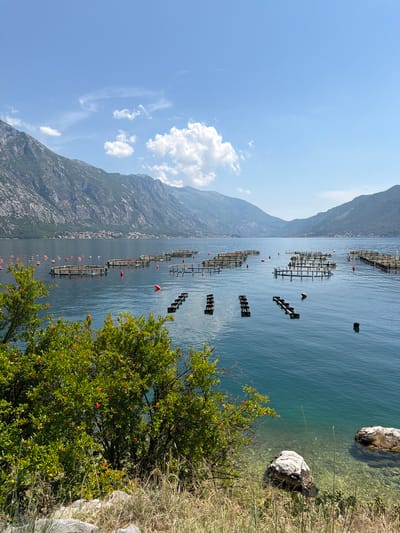The image depicts a serene waterscape in Donji Orahovac, Montenegro, on a clear, sunny day. The foreground features lush green foliage of a tree, possibly a pomegranate tree, with small red flowers and some green fruits. The tree is situated on a rocky, grassy embankment leading down to the water's edge. The water itself is a deep, clear blue, with visible ripples and a shallow, pebble-strewn seabed near the shore.

In the middle ground, the tranquil bay is dotted with numerous aquaculture structures. These appear to be oyster or mussel farms, characterized by floating rafts and cages arranged in rows. Several buoys, some red and some orange, mark the boundaries of these farms. In the distance, across the bay, is a settlement nestled at the foot of imposing, rugged mountains that rise steeply from the water. The mountains are sparsely vegetated in places, with rocky outcrops and sheer cliffs. The sky above is a brilliant blue, with scattered, fluffy white clouds. The overall impression is one of a peaceful, productive coastal environment harmoniously integrated with its natural surroundings.