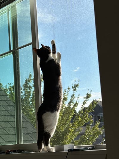 A black and white cat stands on its hind legs on a windowsill, reaching up towards a window screen. Outside the window, green trees and a building are visible against a bright blue sky. The windowsill has a phone and a small white box on it. The image appears to be taken in the city of Fife, United States of America.