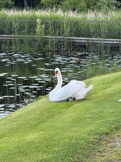 A white mute swan is resting on a grassy slope next to a body of water. The swan is facing to the right and is partially obscured by its own body. The water is dark and reflects the surrounding vegetation, which includes tall reeds and lily pads. In the background, there is a wooden boardwalk with a metal railing, partially submerged in the water and surrounded by reeds. The overall scene is peaceful and natural. The location is not specified in the image.