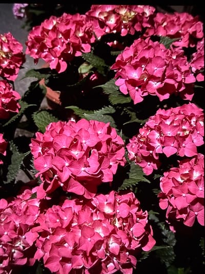 A close-up, high-angle, dimly lit shot displays a cluster of vibrant pink hydrangeas in pots. The flowers are in full bloom, with many small, delicate petals forming large, rounded clusters. Dark green leaves are interspersed amongst the blossoms. The image appears to be taken at night or in a heavily shaded area, as the background is predominantly black, with only hints of what might be concrete paving and a terracotta pot. The lighting casts deep shadows, highlighting the texture and form of the flowers. There are no people or animals visible in the scene. The location is Mokpo-si, South Korea.