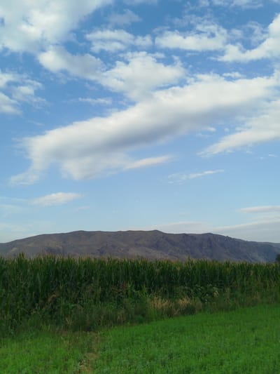 A wide-angle, eye-level, outdoor, daylight, vertical photograph captures a view of a mountainous landscape and agricultural fields in Aravan, Kyrgyzstan. The sky, occupying the upper half of the frame, is a light blue with scattered white cumulus clouds. The horizon is marked by a range of low, barren, brown mountains with visible topographical texture. In the foreground, a dense, vibrant green field of corn stretches horizontally across the image. The corn stalks are tall and appear healthy. Below the cornfield, a lower-lying area of green grass and some weeds is visible. The scene is tranquil and depicts a rural agricultural setting. There are no people or animals present.