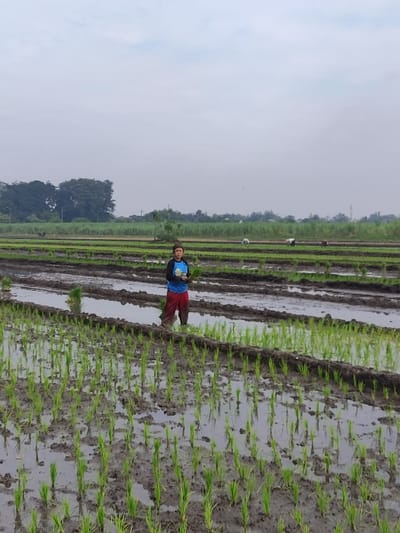 The image displays a person standing in a vibrant green rice paddy field under an overcast sky. The scene is set in what appears to be a rural agricultural area, consistent with the location context of Wonoayu, Indonesia.
The primary subject is a person, likely male, positioned slightly to the left of the center. They are wearing a blue short-sleeved shirt and dark red or maroon trousers. Their hands are clasped in front, and they are looking towards the camera with a relaxed posture. The person is standing amidst rows of newly planted, young rice seedlings, which are uniformly green and appear healthy.
The setting is a rice field, characterized by parallel lines of small rice plants emerging from shallow water and dark, muddy soil. The field stretches into the distance, with more rows of rice plants visible, suggesting a large cultivation area. The water reflects the cloudy sky in some areas, indicating a wet environment essential for rice growth. In the background, a dense line of lush green trees or vegetation forms the horizon, separating the field from the sky.
The weather appears to be overcast, with a uniform light grey sky that lacks direct sunlight, suggesting a cloudy day. There are no clear shadows, which further supports the cloudy weather condition. The time of day is daytime, likely morning or afternoon, given the ambient light.
No specific activity beyond standing is explicitly depicted, but the person's presence in the field strongly implies involvement in or supervision of agricultural work, such as planting or tending to the rice crops. No visible text or discernible emotions are apparent in the image. The overall impression is one of a serene and productive agricultural landscape.