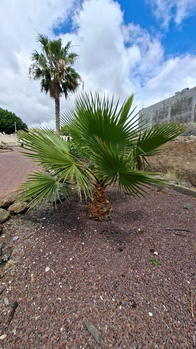 An outdoor scene in Granadilla de Abona, Spain, depicts a small, well-maintained palm tree with vibrant green, fan-shaped fronds and a textured brown trunk, positioned centrally in the foreground. The immediate ground cover consists of reddish-brown volcanic gravel, containing scattered lighter pebbles, small detritus, and minimal green vegetation. A dark hose or cable runs along the gravel in the lower right.
In the mid-ground, to the left, a reddish-brown paver pathway curves away from the viewer. Adjacent to this path, a cluster of natural rocks borders the gravel. Further back on the left, a landscaped area with green foliage and a light-colored wall or structure is partially visible.
A taller, more mature palm tree with a slender trunk and a crown of green and some dried, drooping fronds stands behind and slightly to the left of the foreground palm. To the right of the taller palm, a weathered concrete or stucco wall, exhibiting discoloration and stains, forms part of the background, possibly belonging to a building or a retaining structure. Beyond this wall, exposed earth is visible.
The sky above features a mix of bright blue patches and numerous white, cumulus clouds. No individuals, animals, or active interactions are observed within the frame.