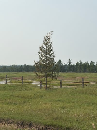 A lone coniferous tree stands in a wide, grassy field under a pale, overcast sky. A rustic wooden fence runs horizontally across the middle ground. Beyond the fence, a narrow waterway meanders through the field, and a dense forest borders the horizon. The foreground features a patch of rough, brown earth. The scene is located in the vicinity of Myandigi, Russia.