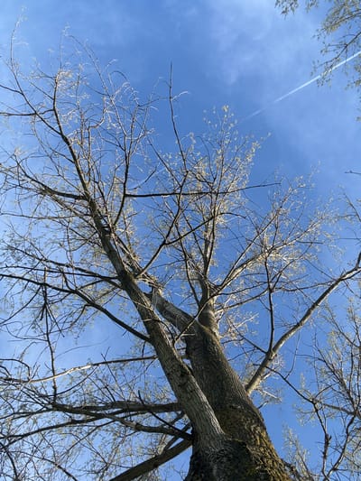The image shows a view looking up at a tree with bare branches against a blue sky with some light clouds. The tree trunk is textured and covered with moss in places. There is a contrail visible in the sky, indicating an airplane passage. It's daytime. The location, Beli Brod, Bulgaria, is inferred but not explicitly visible in the image. There are no people or specific objects readily identifiable within the frame beyond the described natural elements.