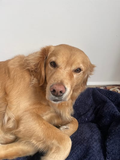 A golden retriever dog is lying down, looking directly at the camera. The dog is primarily tan-colored, with a pink nose. It is resting on a dark blue, textured surface. A white wall is visible in the background. The scene is likely indoors. No location in Rionegro, Colombia is discernible from the image.