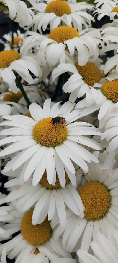 This is a close-up, vertical, eye-level, outdoor, daytime photograph of a cluster of white daisies with yellow centers. A small, striped bee, likely a hoverfly, is positioned on the yellow center of a daisy in the foreground, its body angled towards the left of the frame. The bee's wings are translucent and slightly spread. The daisies are in various stages of bloom, with some petals slightly curled. The background consists of more daisies and hints of green foliage. The overall lighting suggests a bright, sunny day. There are no people or man-made structures visible in the image, and it is not possible to determine the specific location within Stopyatyy, Russia, from the visual information provided.