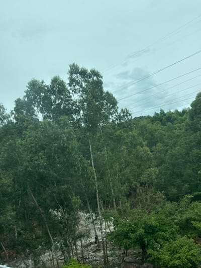 The image depicts a dense forest on a cloudy day. In the foreground, a cluster of tall, slender trees with sparse foliage dominates the left side. To the right, a hillside covered in thick, green vegetation stretches into the background. Overhead, multiple power lines are visible against the overcast sky, suggesting the proximity of human infrastructure to this natural setting. The ground in the foreground appears rocky and uneven, with some scattered debris. The overall atmosphere is somber and slightly humid. The image is identified as being from Hoa Xuan, Vietnam.