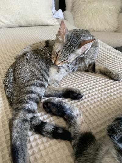 The image shows a close-up of a tabby cat grooming itself on a textured, off-white surface, likely a couch or bed. The cat is lying on its side, with its head turned and its tongue out, actively licking its paw. Its fur is a mix of gray, black, and brown stripes. The background consists of soft furnishings, including a light-colored pillow. There are no people or any discernible urban elements in the image, making it impossible to determine a location in Mas De Moregons, Spain. The scene is domestic and tranquil.