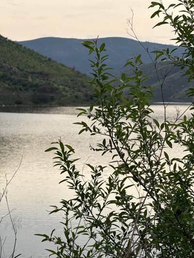 The image presents a natural landscape in Mogadouro, Portugal. The foreground is dominated by a dense cluster of green foliage, specifically branches exhibiting numerous ovate, dark green leaves and multiple small, elongated, light green objects consistent with immature almond fruits. Thinner, bare branches are interwoven within this vegetation. A multitude of minute, dark flying insects are discernible as specks against the pale sky and the reflective water surface. The midground features a body of water, likely a lake or river, characterized by a subtly rippled, silvery-white surface that reflects ambient light. In the background, a verdant, steeply sloping hill is visible on the left, with a more distant, desaturated blue-grey mountain range extending across the horizon under a uniformly pale, overcast sky. No human subjects, artifacts, or direct human activity are present.