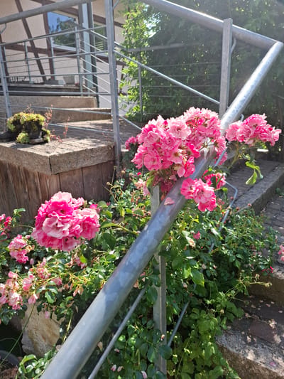 The image depicts a close-up view of vibrant pink roses climbing a metal railing next to an outdoor staircase. The staircase appears to be made of stone or concrete and is bordered by greenery. In the background, a building with a timbered facade is visible, suggesting a European architectural style. The scene is set in an outdoor environment, likely a garden or a residential area. There are no people or animals present in the image. The lighting indicates it is daytime, with sunlight casting shadows. The overall impression is one of a well-maintained outdoor space with abundant floral growth. While the specific location is not explicitly shown, the architectural style and the mention of Klettgau, Germany, point to a property within that region.