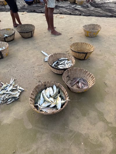 The scene depicts a ground-level view of a post-fishing operation on a damp, light-brown sandy beach in Betalbatim, India. Three individuals, barefoot and wearing shorts, are partially visible from the waist down in the upper half of the image, appearing to oversee or participate in sorting the catch. In the background, a dark fishing net lies spread across the sand, alongside several scattered, translucent, disc-shaped marine organisms resembling jellyfish.

The foreground and midground contain multiple woven bamboo or wicker baskets, approximately eight in total, primarily filled with various types of freshly caught marine life. On the lower left, a cluster of small, silver-hued fish rests directly on the sand. Adjacent to this, a basket contains numerous small, silver-bodied fish. Above it, another basket holds a similar quantity and type of small, silver fish. In the lower-center, a basket is filled with larger, silver and yellowish-tinged fish, possibly mackerel or scad. To its right, another basket contains multiple elongated, reddish-brown marine cephalopods, consistent with squid or small cuttlefish. Additional empty or partially filled baskets are positioned throughout the scene, indicating an ongoing collection or sorting process. A single, small, silver fish lies detached on the sand in the mid-right.