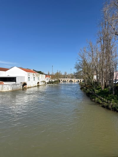 An image depicts a daytime view of the Nabão River in Tomar, Portugal, flowing under a clear blue sky. The river occupies the central and lower portions of the frame, exhibiting murky, greenish-brown water with visible surface ripples indicating a current.

On the left bank, a multi-component structure is present. In the foreground, a modern white building with dark rectangular windows and a flat roof is adjoined to an older, traditional white building featuring a terracotta-tiled roof and several arched openings at its base near the water. A concrete embankment borders the river along this side. Further upstream on the left, additional buildings with terracotta roofs are visible.

The right bank is densely lined with tall, slender, bare deciduous trees, their branches and trunks prominent. Green undergrowth covers the ground along this bank, and sections of a wooden retaining barrier are visible at the water's edge.

In the mid-ground, a historic, light-colored stone bridge with multiple arches spans the river. Beyond the bridge, more distant trees and urban structures are discernible. Two tall, slender utility poles stand on the left, situated between the buildings and the bridge. The sky above is uniformly clear and deep blue, devoid of clouds. No individuals or active human elements are present in the scene.