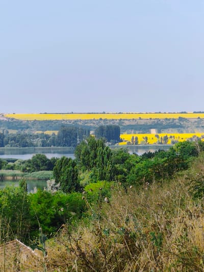 A serene landscape view features a body of water in the mid-ground, reflecting the pale blue sky. The water is bordered by lush green trees and foliage, creating a verdant edge. In the background, rolling hills are adorned with vibrant yellow fields, likely crops such as rapeseed or sunflowers, stretching towards the horizon. The sky is a clear, uniform pale blue, suggesting a bright, sunny day. A small portion of a tiled roof of a building is visible in the lower left corner, hinting at human presence in the vicinity. The overall scene is one of natural beauty and tranquility, characteristic of rural landscapes. The location is identified as Goyany, Moldova.