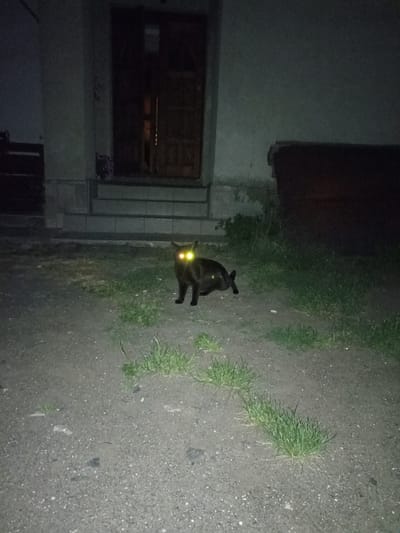 A black cat with bright yellow eyes glows in the dark, standing on a gravelly ground in front of a building with a wooden door. The scene is likely outdoors at night, as indicated by the low lighting and the cat's reflective eyes. The building appears to have a set of stairs leading up to the entrance. In the background, there's a dark, indistinct structure and some patches of grass. The overall mood is mysterious and slightly eerie due to the darkness and the cat's piercing gaze. There is no visible text in the image.