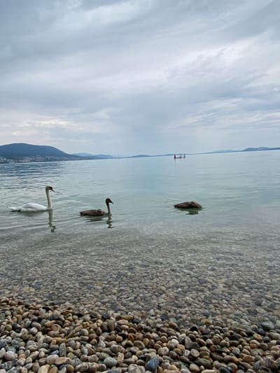 Two swans, one adult white swan and one juvenile gray swan, swim in the calm, clear waters of Lake Neuchâtel near Cortaillod, Switzerland. The lake bottom is visible, covered in smooth, multi-colored pebbles. In the background, a distant shoreline with rolling hills and a small town is discernible under a cloudy sky. Further out on the lake, three figures on paddleboards can be seen. The scene depicts a tranquil natural environment with signs of human activity in the distance.