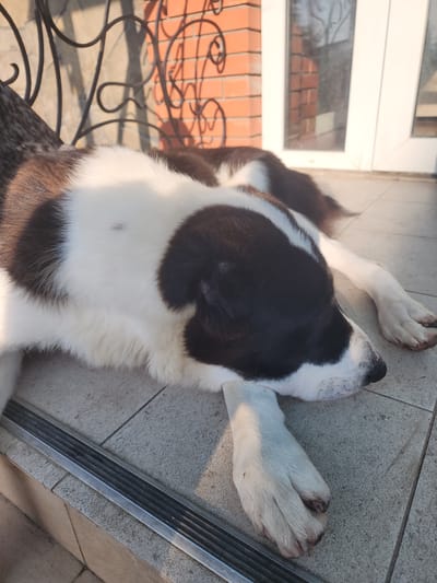 A black and white dog is sleeping on a tiled porch in front of a building. The dog is lying on its side with its head resting on the ground. The building appears to be made of brick and has a white window. There is a metal railing in the background. The scene suggests a warm, sunny day.