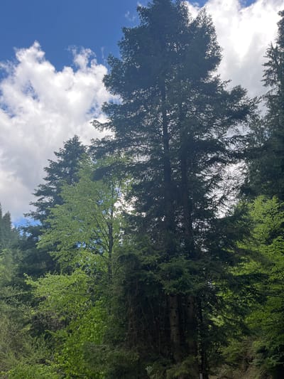 The image depicts a view looking up into a forest canopy. Tall trees with dark green foliage obscure most of the sky. In the spaces between the trees, patches of blue sky and white clouds are visible. The location appears to be outdoors. There are no people visible, only trees, sky, and clouds. Because the prompt states the picture is from Drianovo, Bulgaria, the photograph is most likely a view of the sky and foliage of a forest in that area.